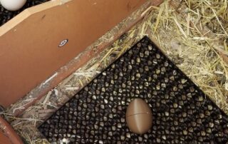 3D printed flexible nest mat with a decoy egg in a chicken nesting box