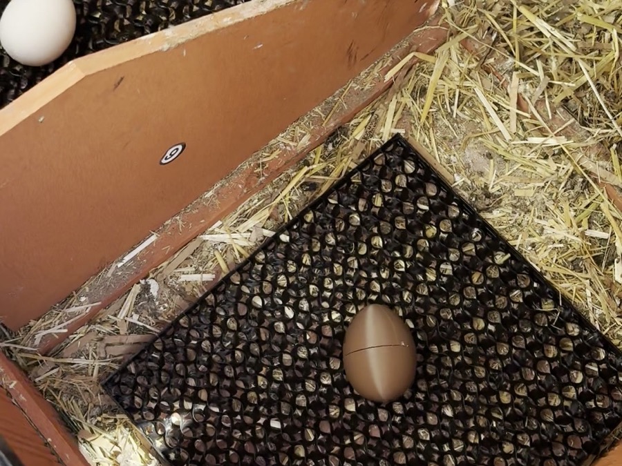 3D printed flexible nest mat with a decoy egg in a chicken nesting box