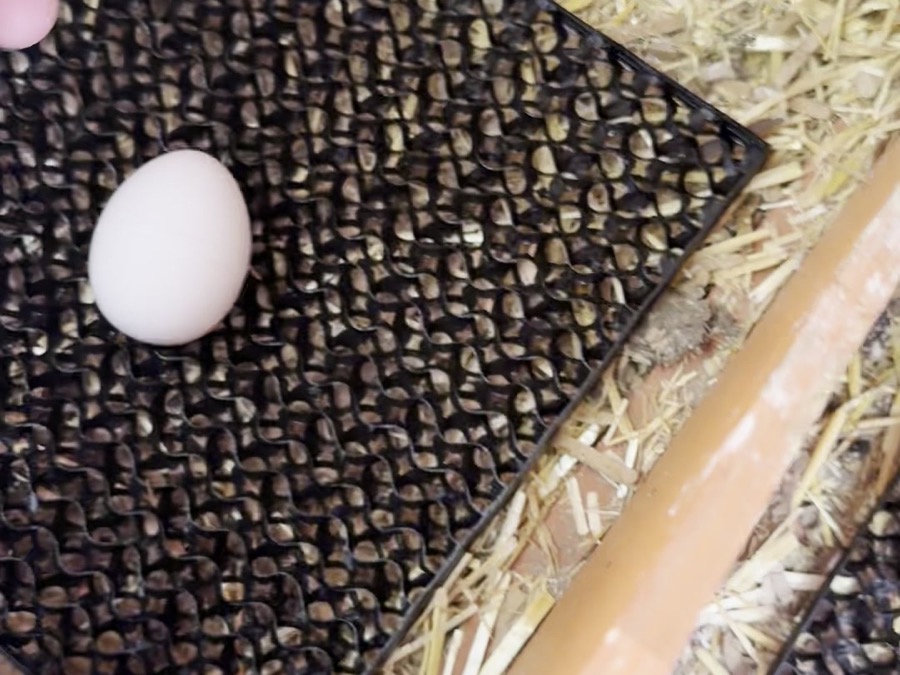 3D-printed chicken nest mat